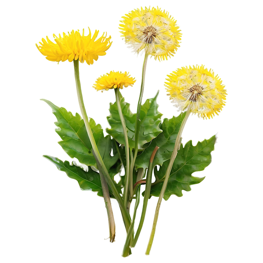 Dandelion Herbal Uses Png 05242024