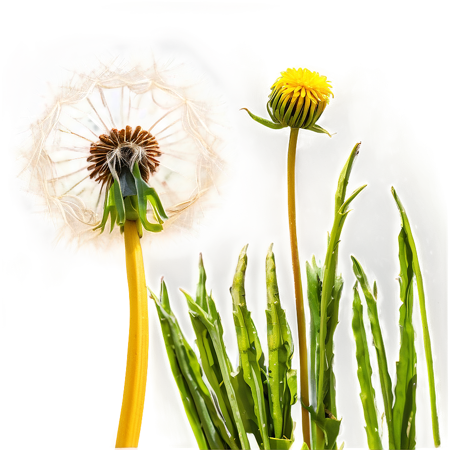 Dandelion In Meadow Png Eca