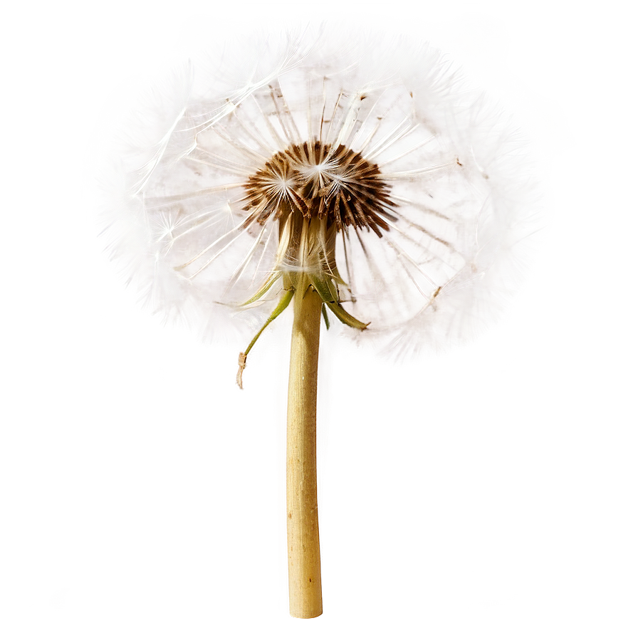 Dandelion In Sunlight Png 49