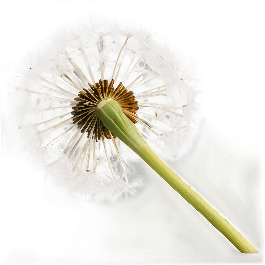 Dandelion In Vintage Tone Png 05242024