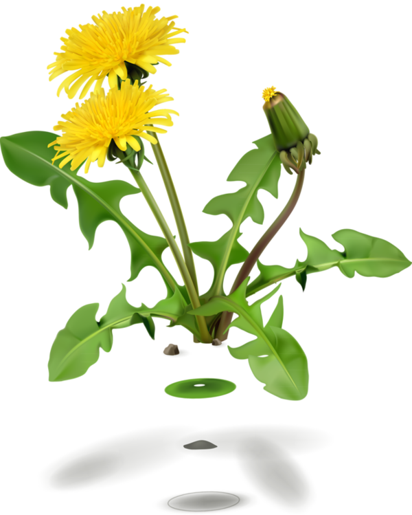 Korn, Vector Design, Dandelion Flower, Vector Icons, - Dandelion Png Transparent, Png Download PNG image with a transparent background, free high-resolution download