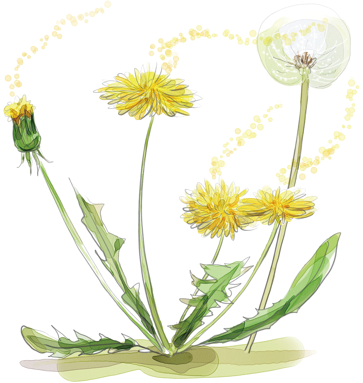 Dandelion Seed Png -watercolor Painting Plant Of Flowers - Dandelion Pen And Watercolour, Transparent Png PNG image with a transparent background, free high-resolution download