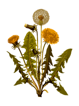 Dandelion Life Cycle Illustration PNG image with a transparent background, free high-resolution download