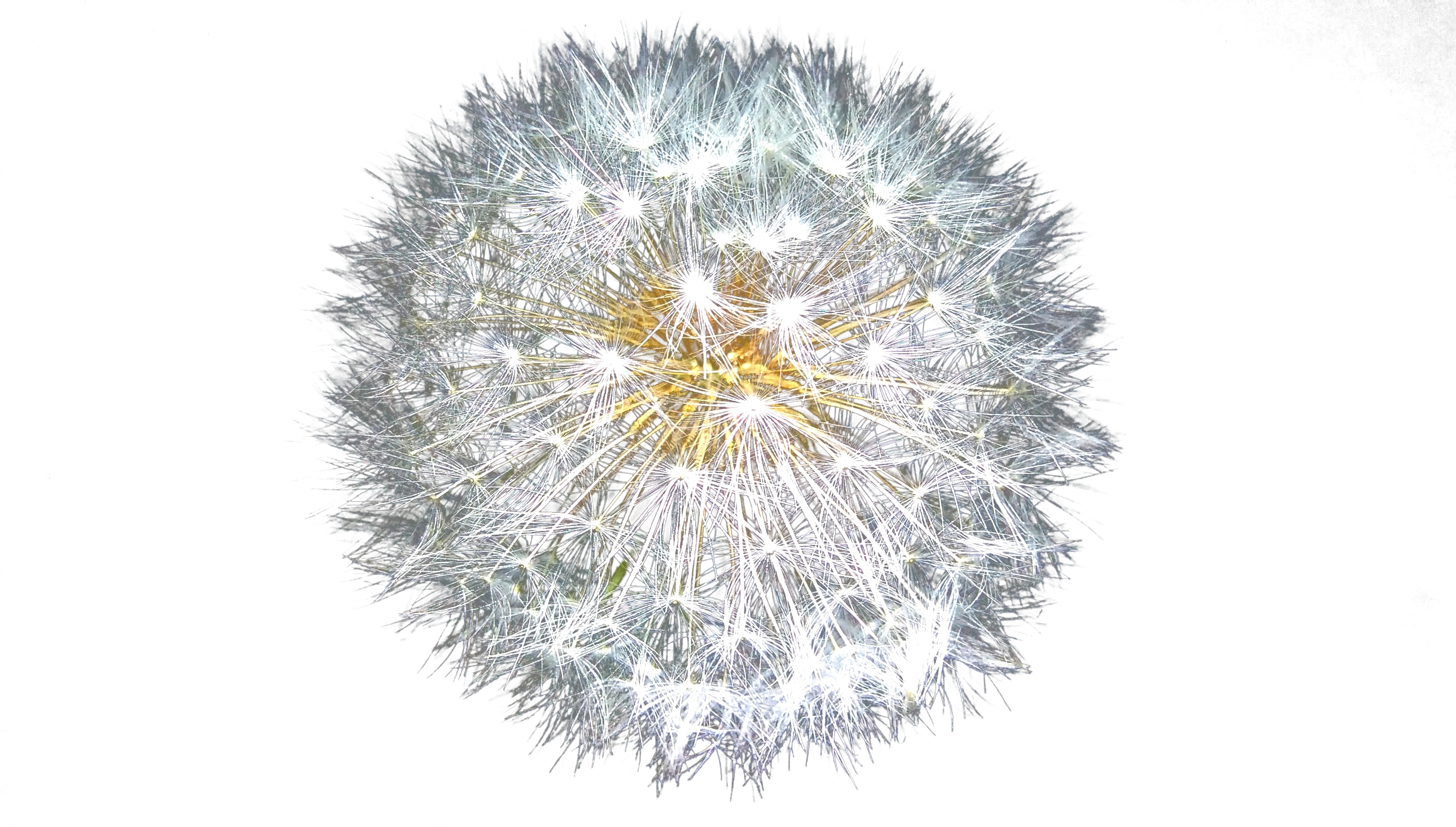 Dandelion Seed Head Against Black Background.jpg PNG image with a transparent background, free high-resolution download