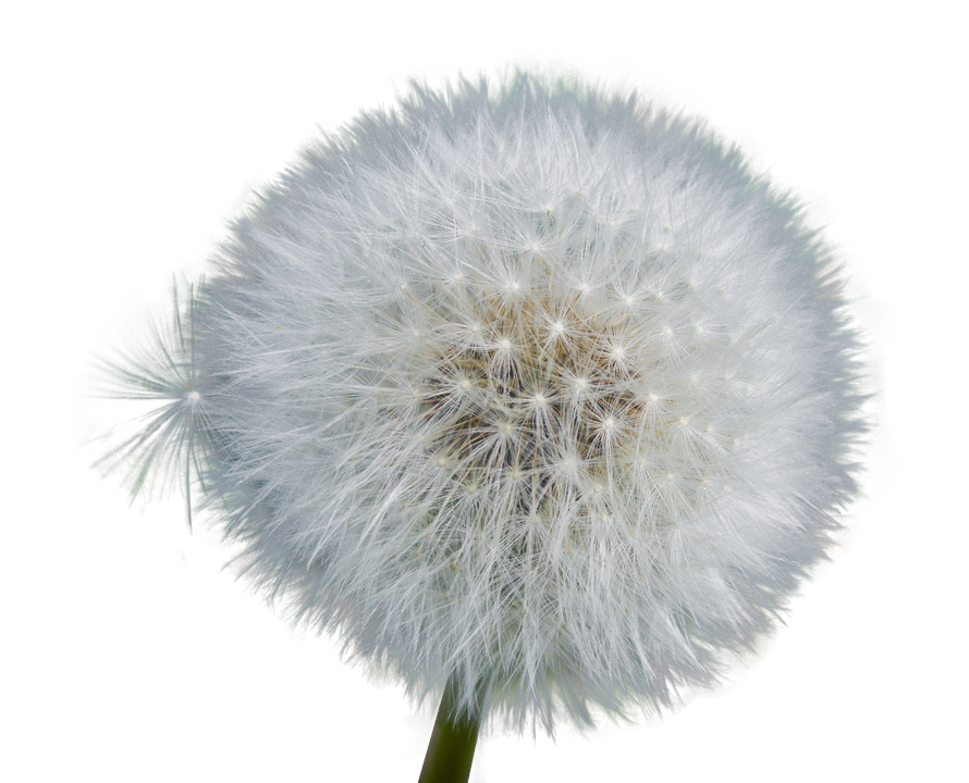 Dandelion Seed Head Fluff PNG image with a transparent background, free high-resolution download