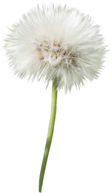 Dandelion Flower Png - Dandelion Png With Transparent Background, Png Download PNG image with a transparent background, free high-resolution download