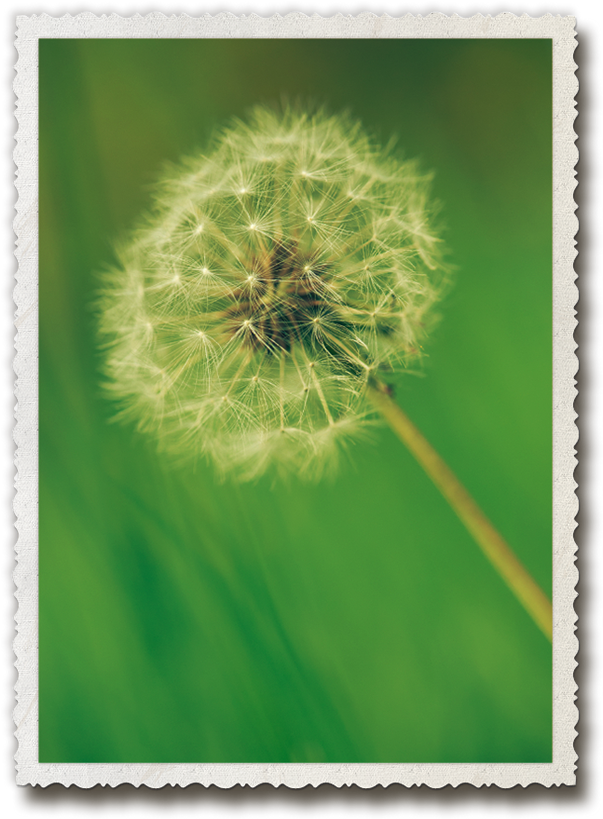 Dandelion Seed Head Nature Photo