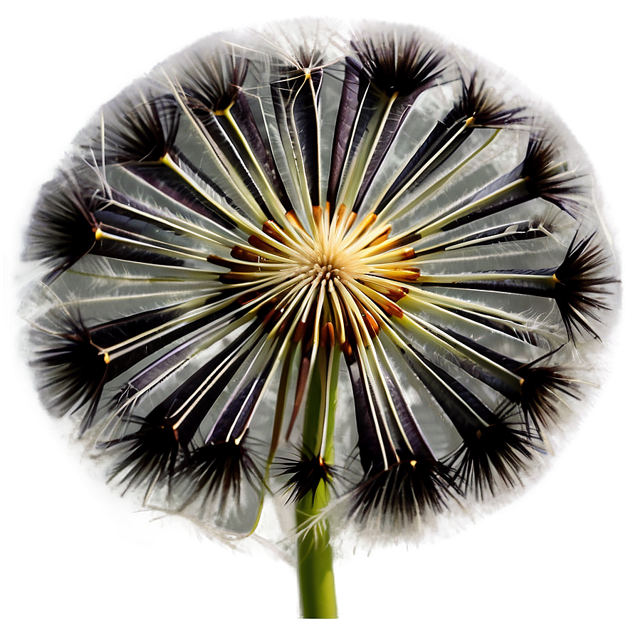 Dandelion Seed Head Png 05242024