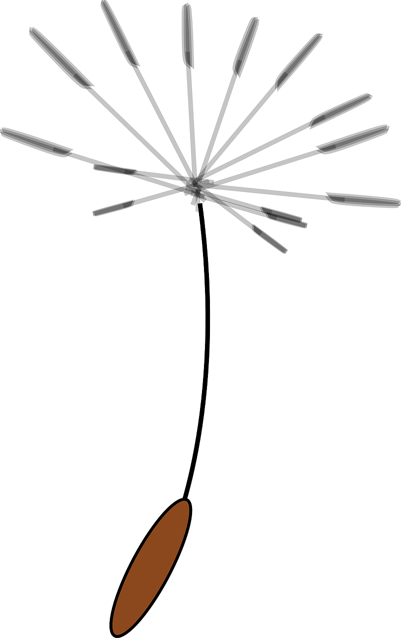 Clip Art Dandelion Seed, HD Png Download PNG image with a transparent background, free high-resolution download