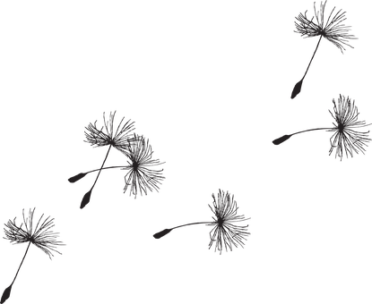 Dandelion Seeds Adrift Dark Background PNG image with a transparent background, free high-resolution download