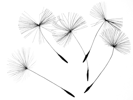Dandelion Seeds Black Background PNG image with a transparent background, free high-resolution download