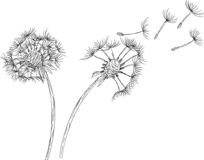 Dandelion Png Clipart - Royalty Free Dandelion Png, Transparent Png PNG image with a transparent background, free high-resolution download