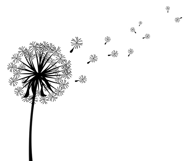 Clip Art Image Vector Graphics Dandelion Coffee - Dandelion Black And White Transparent, HD Png Download PNG image with a transparent background, free high-resolution download
