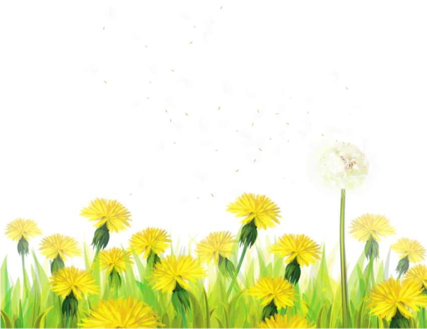 Free Png Transparent Grass With Dandelions Png Images - Dandelions Clip Art, Png Download PNG image with a transparent background, free high-resolution download