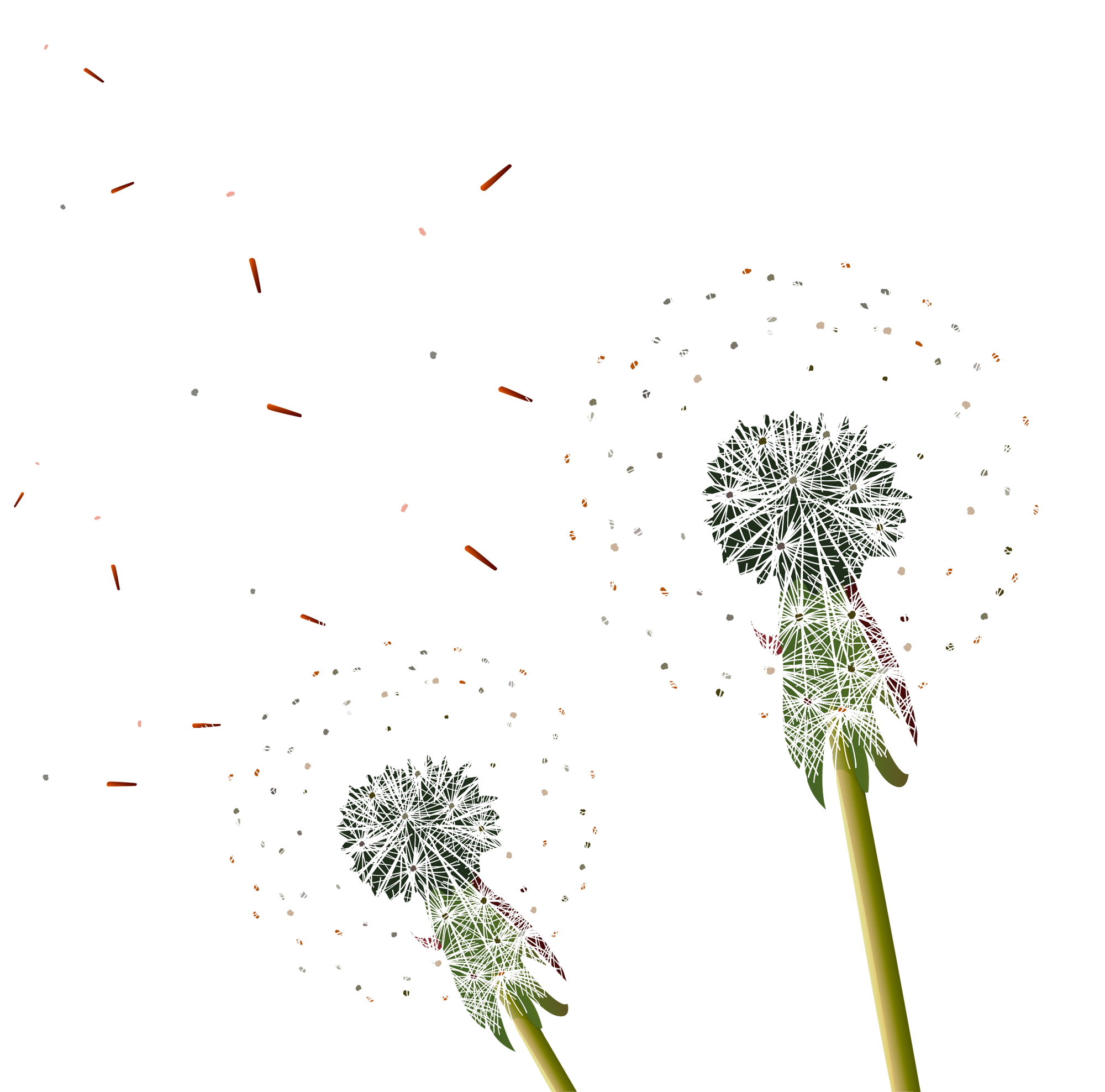 Dandelion Transparent Flying - Dandelion Free Png Download, Png Download PNG image with a transparent background, free high-resolution download