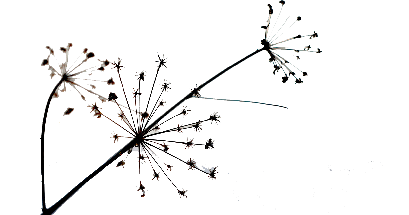 Dandelion Transparent Simple - Dandelion, HD Png Download PNG image with a transparent background, free high-resolution download