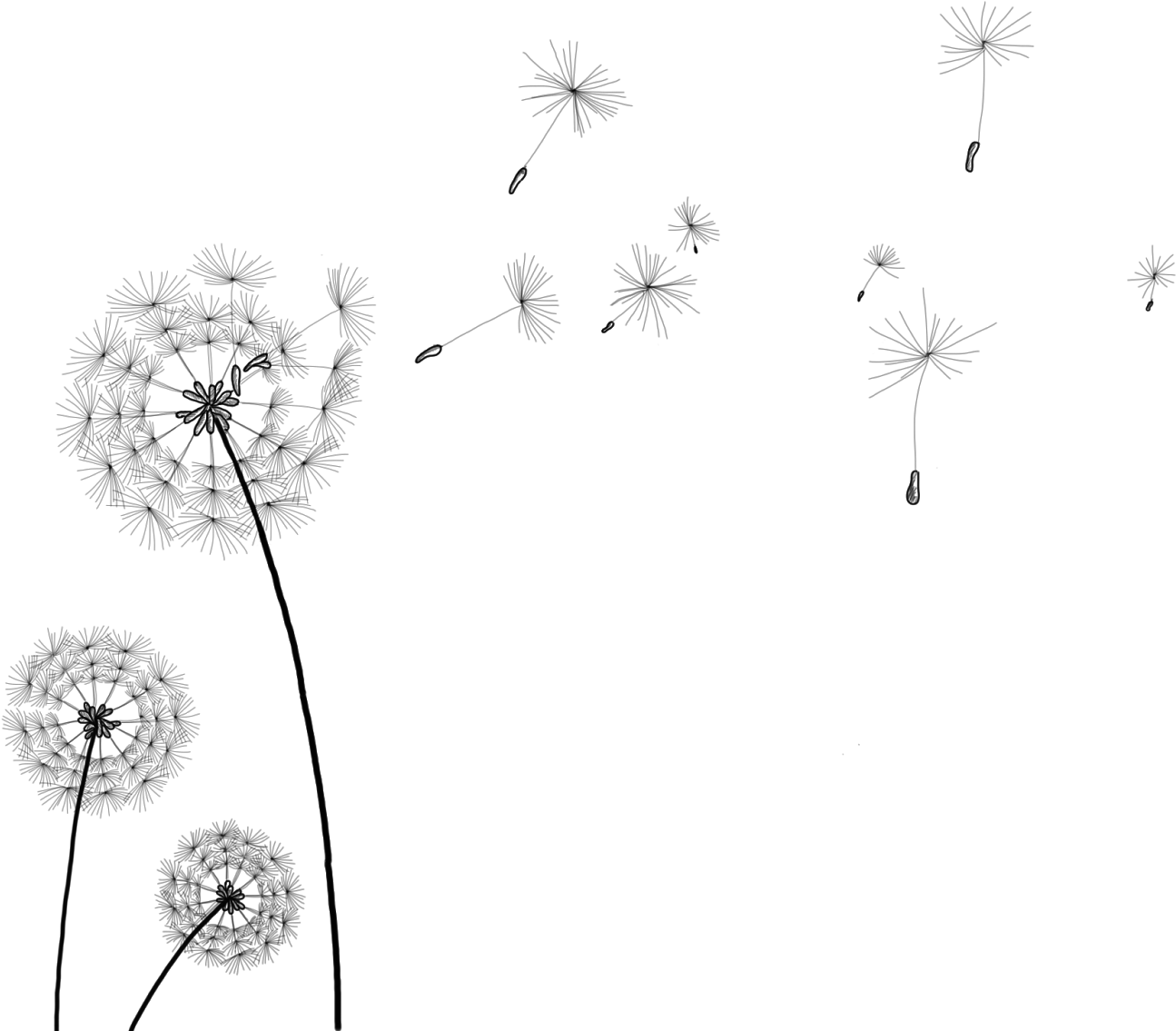 Dandelion Png Free Image Download - Dandelion Clip Art Transparent, Png Download PNG image with a transparent background, free high-resolution download