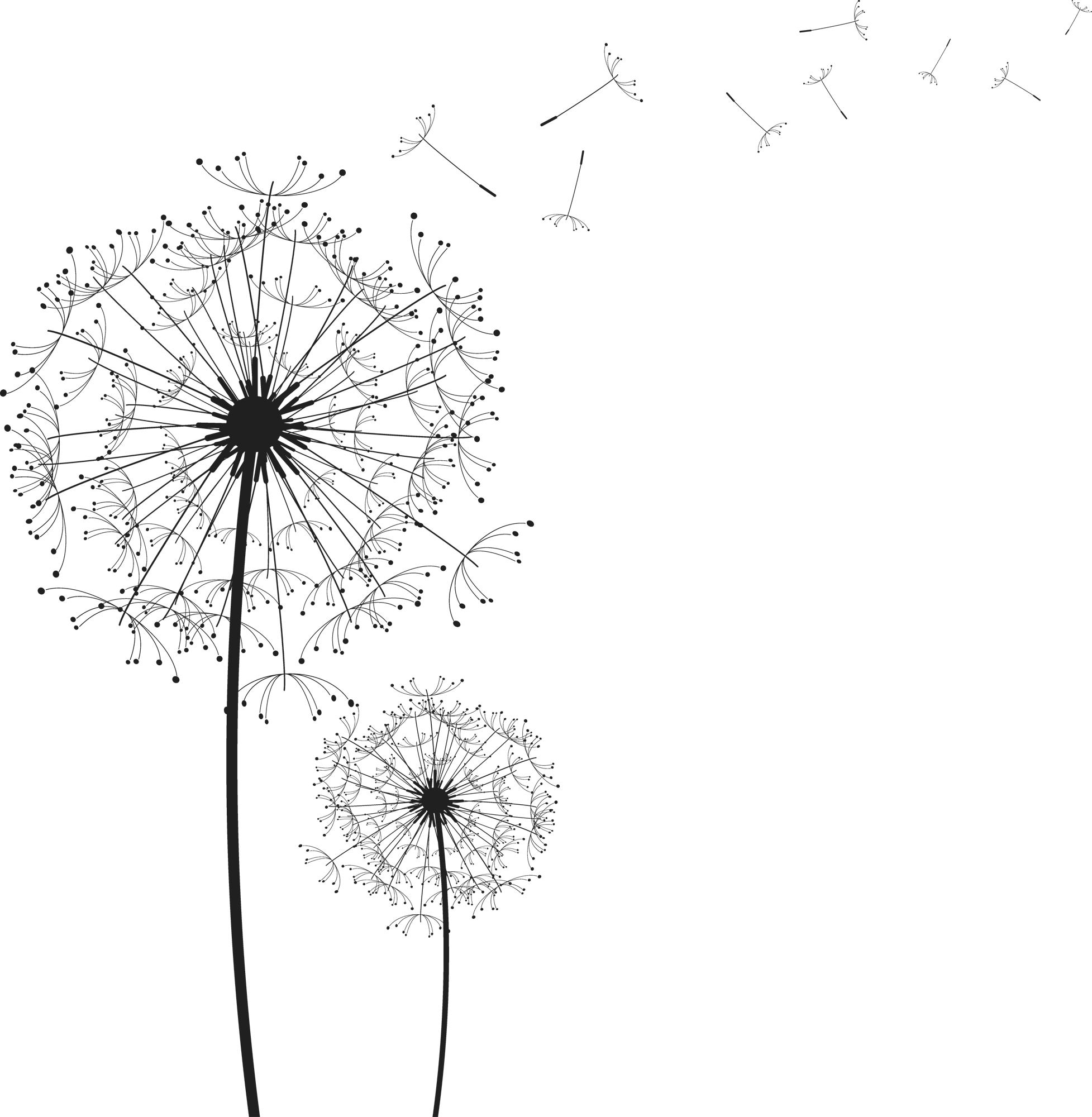 Dandelion Png Clipart - Dandelion Png, Transparent Png PNG image with a transparent background, free high-resolution download
