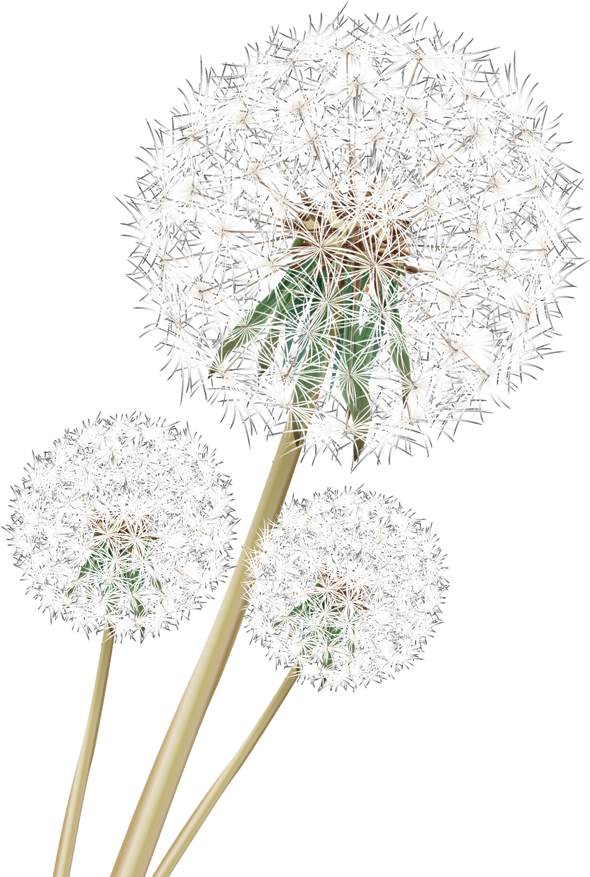 Dandelion_ Trio_ Against_ Teal_ Background.png