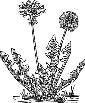 Dandelionin Darkness.jpg PNG image with a transparent background, free high-resolution download