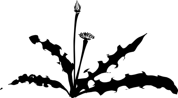 Dandelionin Darkness.jpg PNG image with a transparent background, free high-resolution download