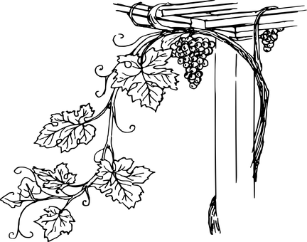 Dark Background Grapes PNG with transparent background