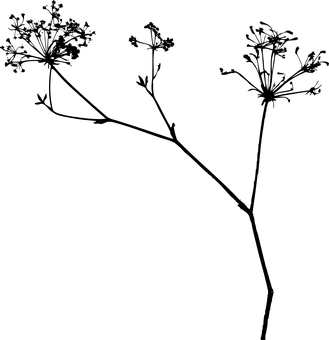 Dark Background Leafy Plant PNG with transparent background
