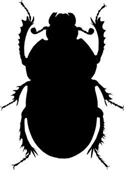 Dark Beetleon Leaf PNG with transparent background