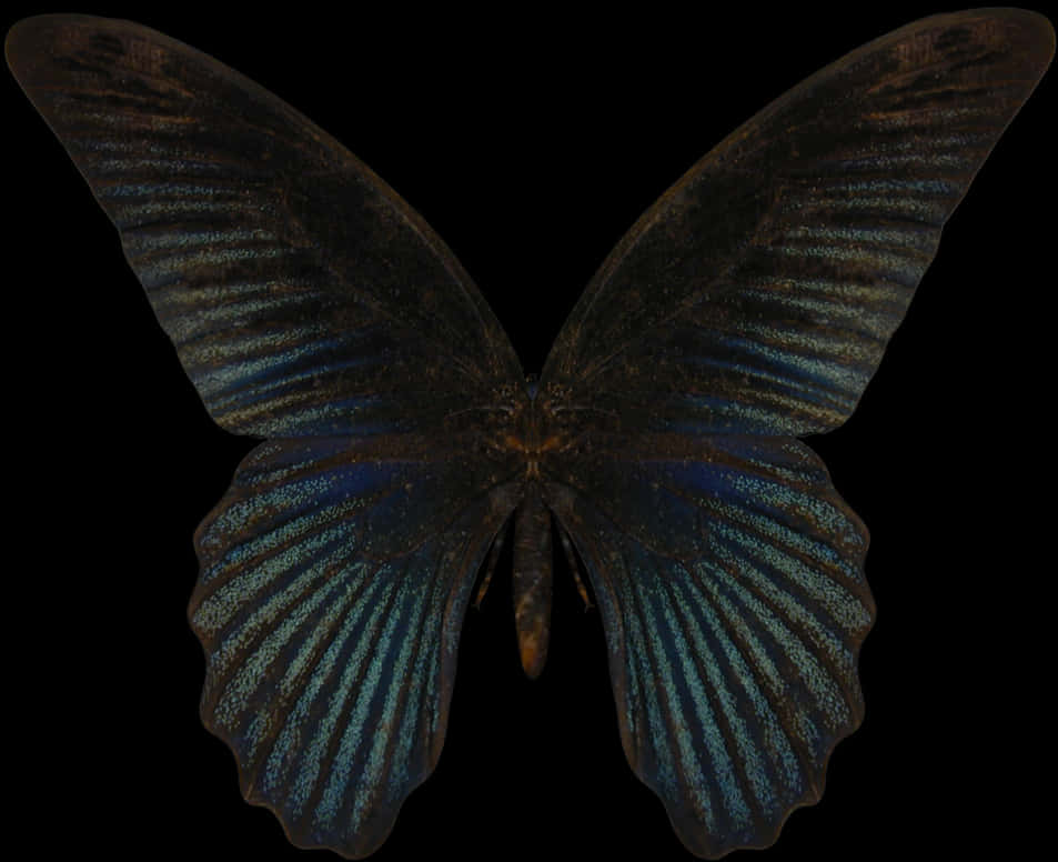 Dark Blue Morpho Butterfly PNG with transparent background