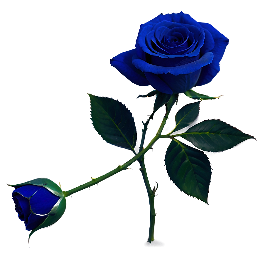 Dark Blue Rose PNG 06202024 PNG with transparent background