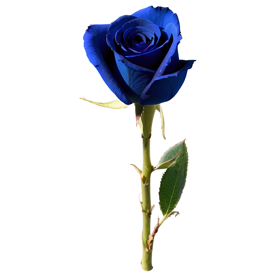 Dark Blue Rose PNG 57 PNG with transparent background