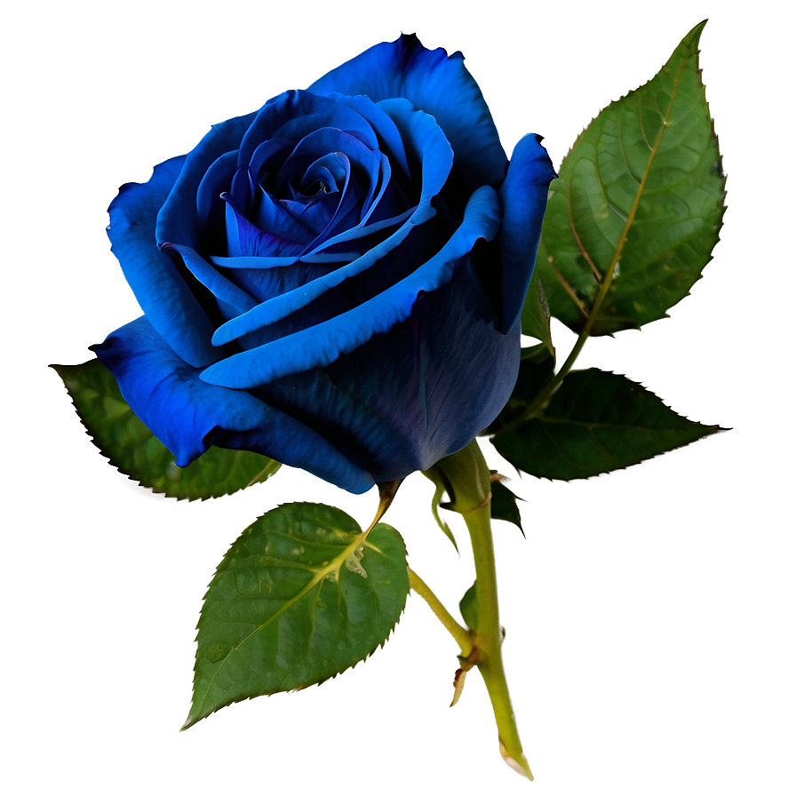 Dark Blue Rose PNG vtj26 PNG with transparent background