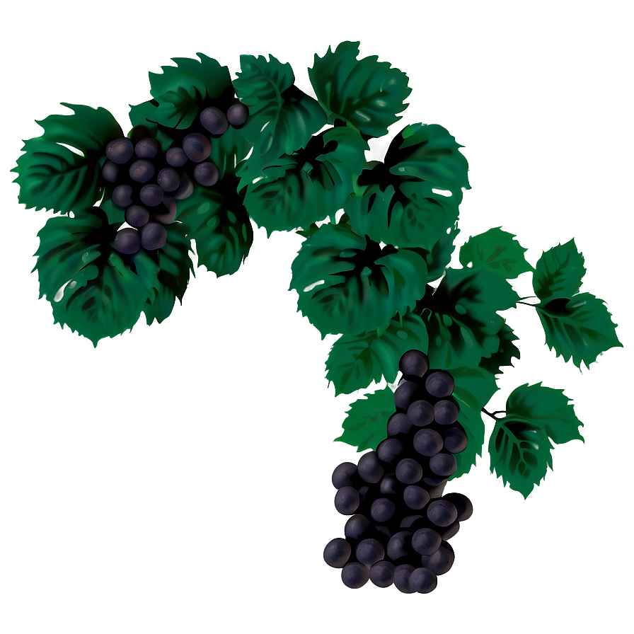 Dark Grape Buncheswith Leaves