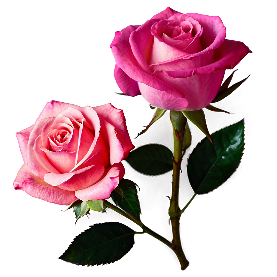 Dark Pink Rose Png 05242024