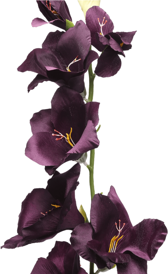Gladiolus Spray Plum, HD Png Download PNG with transparent background