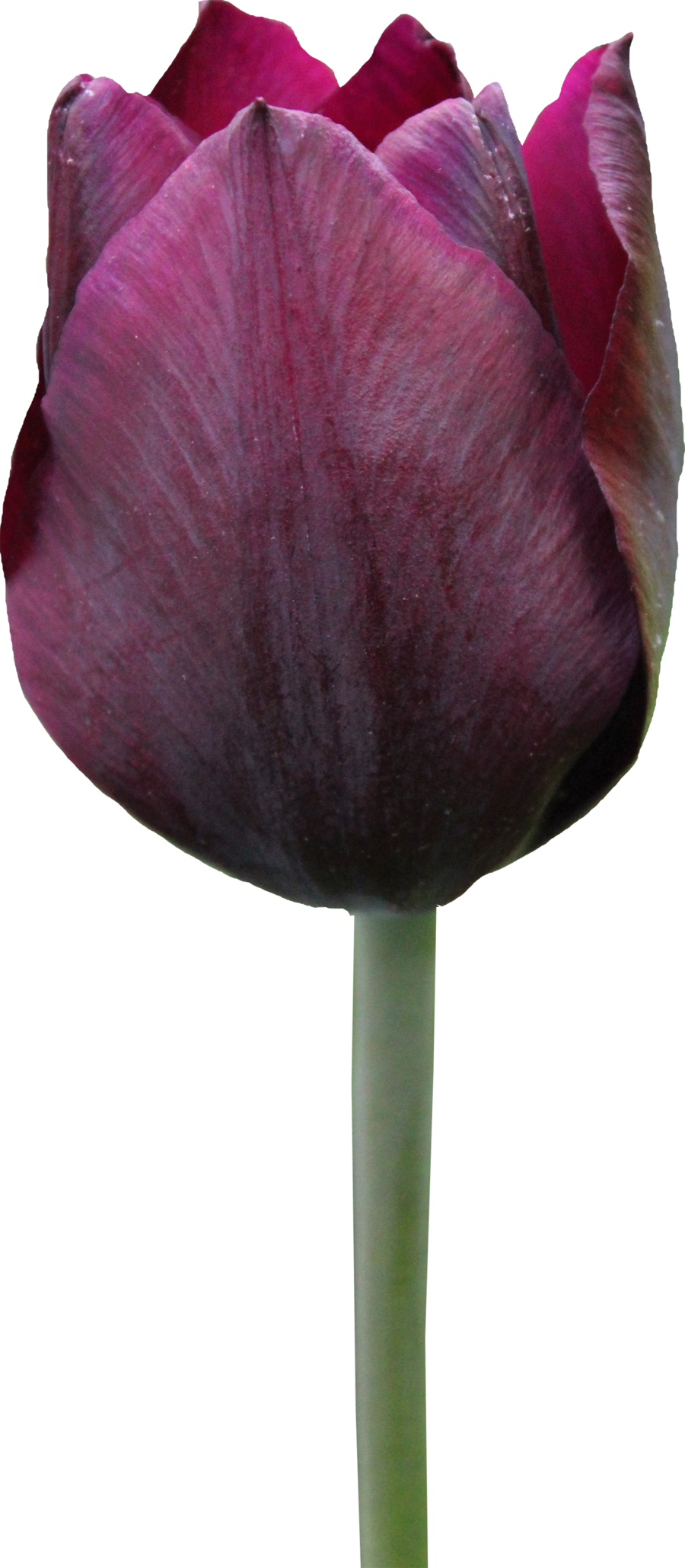Tulip - Tulipe Png, Transparent Png PNG with transparent background