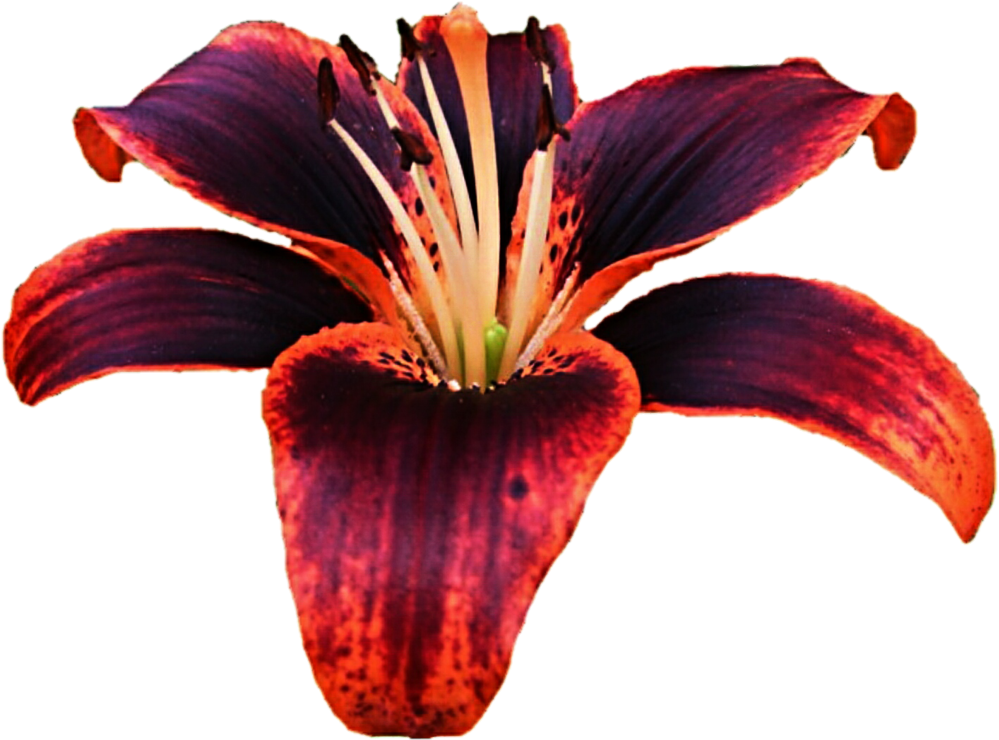 Dark Red Lily Flower Isolated