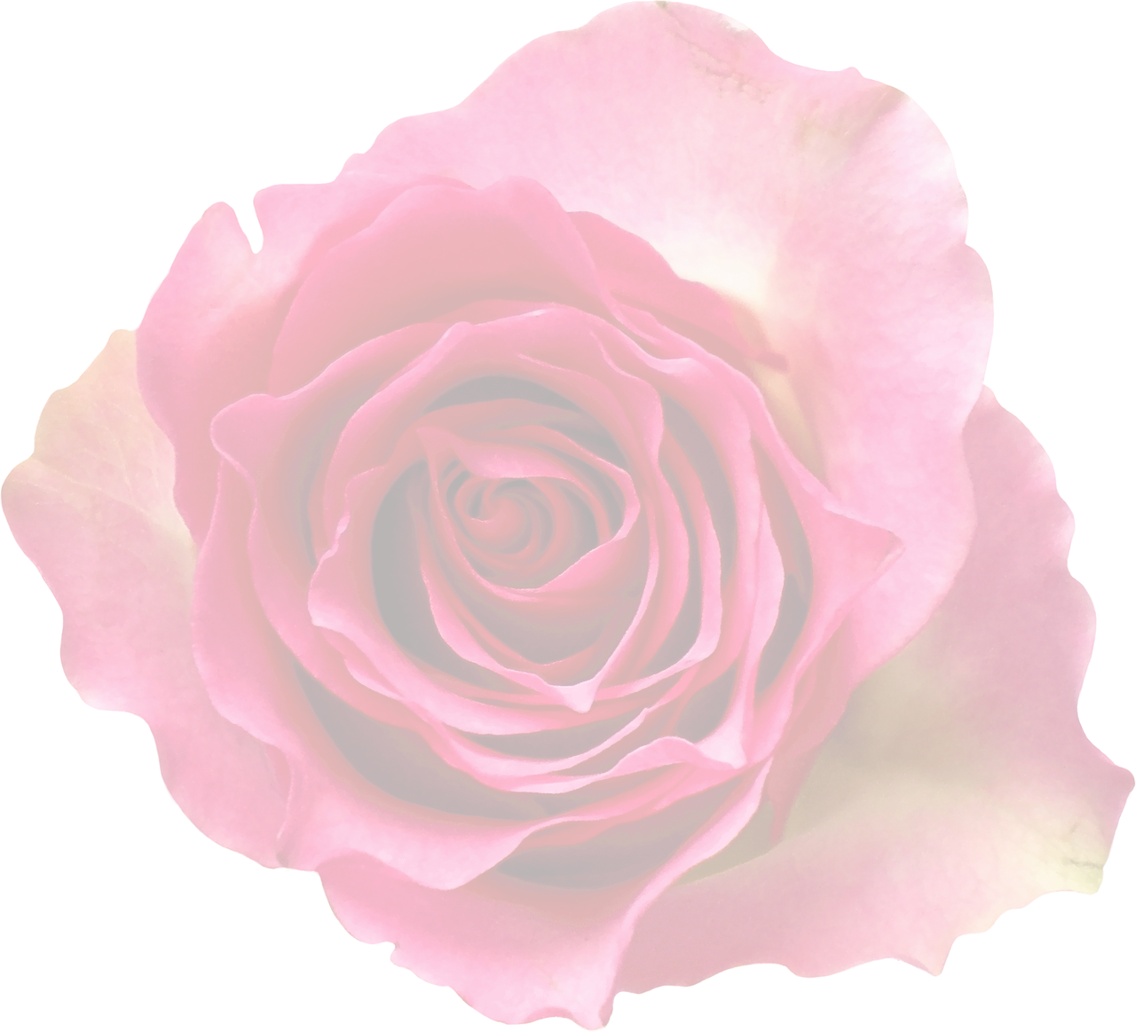 Dark Red Rose Black Background.jpg PNG with transparent background