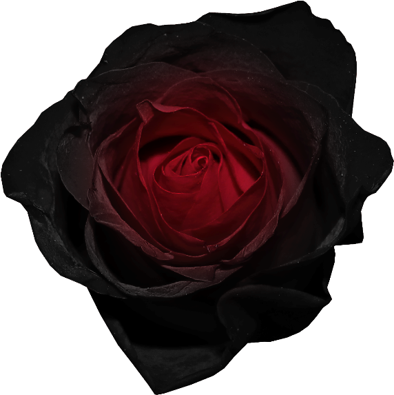 Dark Flower Png - Red Black Rose Transparent Background, Png Download PNG with transparent background