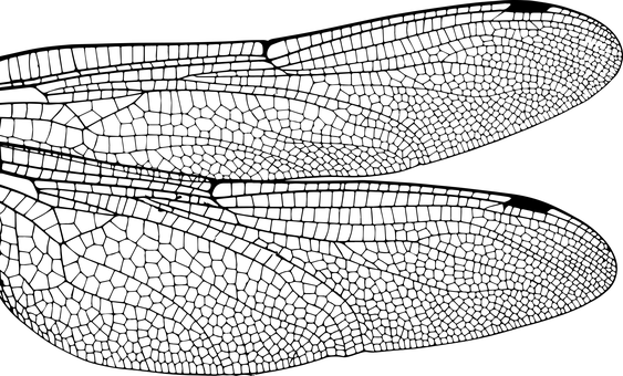 Dark Silhouette Against Sunset PNG with transparent background