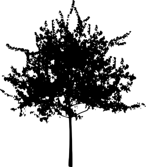 Dark Silhouette_ Tree Against Sky.jpg PNG with transparent background