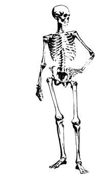 Dark Silhouetteof Human Skeleton PNG with transparent background