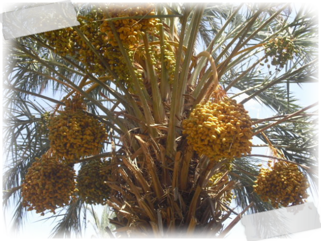 Date Palm Fruit Bunches PNG with transparent background