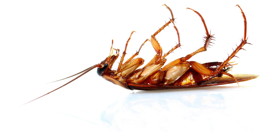 Dead Cockroachon Back PNG image with a transparent background, free high-resolution download