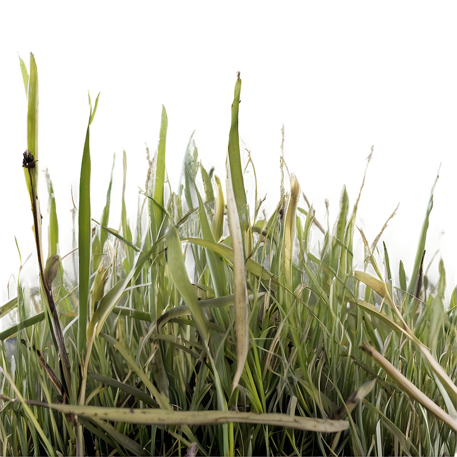 Dead Grass Carpet Png 79