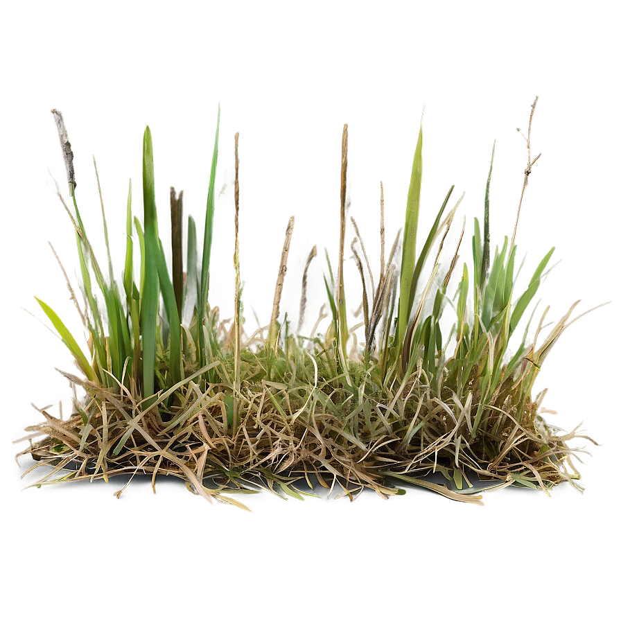 Dead Grass Swatch Png 06282024