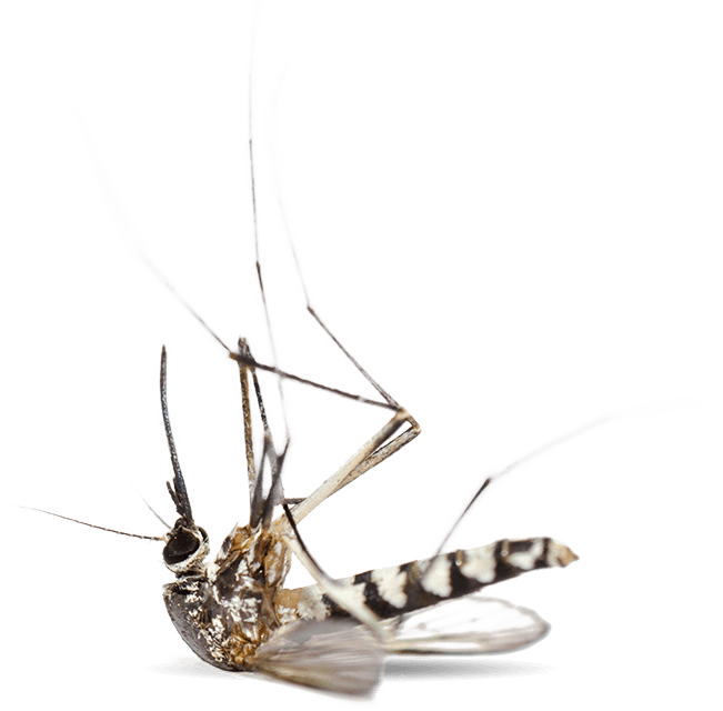 Dead Mosquito Transparent Background