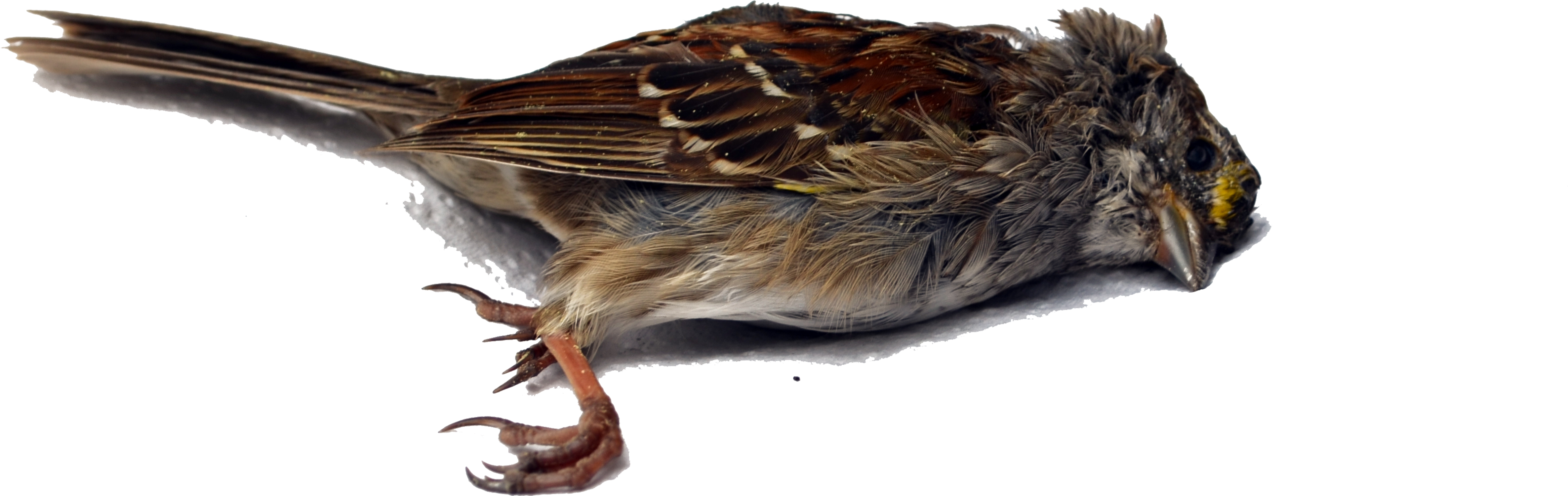Bird Wren Death - Dead Bird White Background, HD Png Download PNG with transparent background