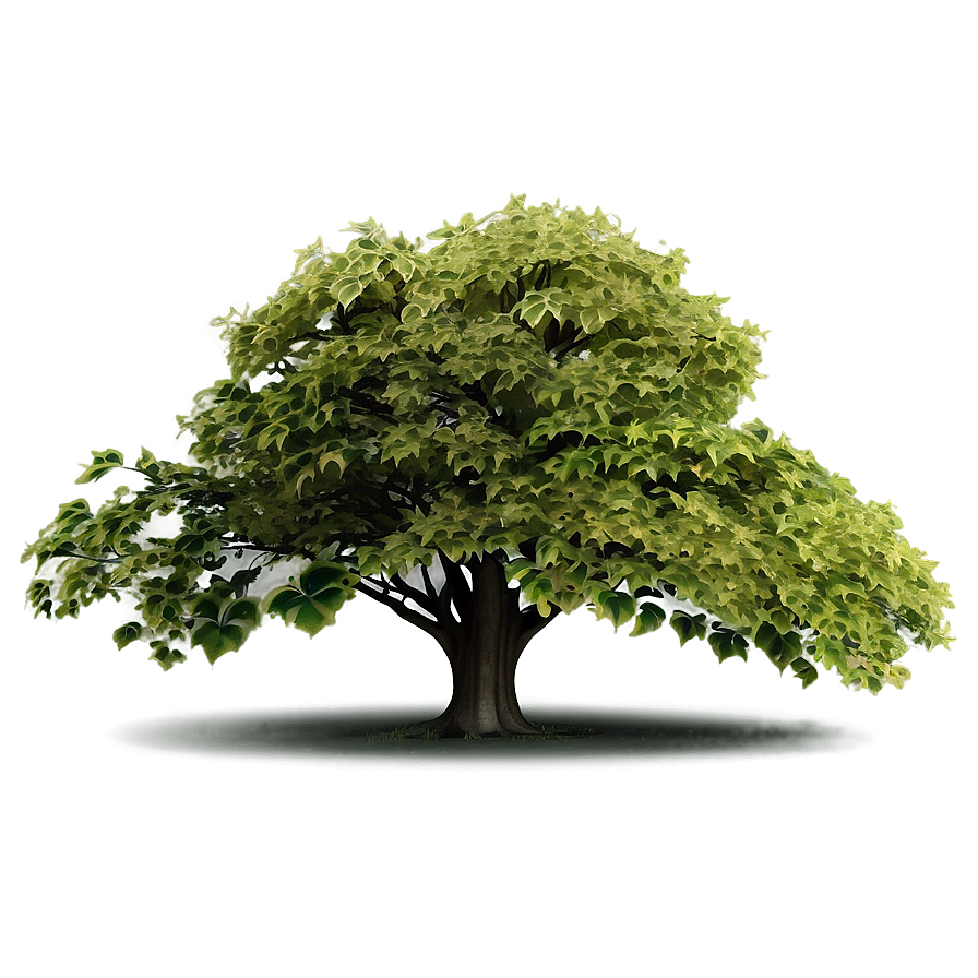 Deciduous Tree Elevation Png 06262024