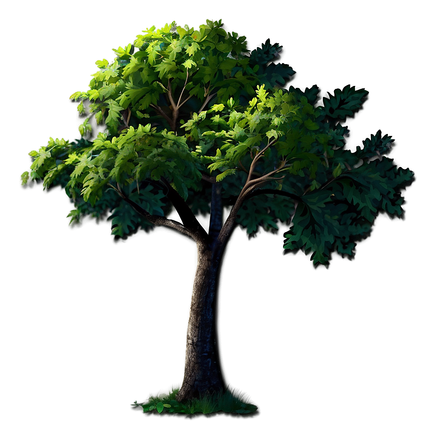 Deciduous Tree Elevation Png 06262024